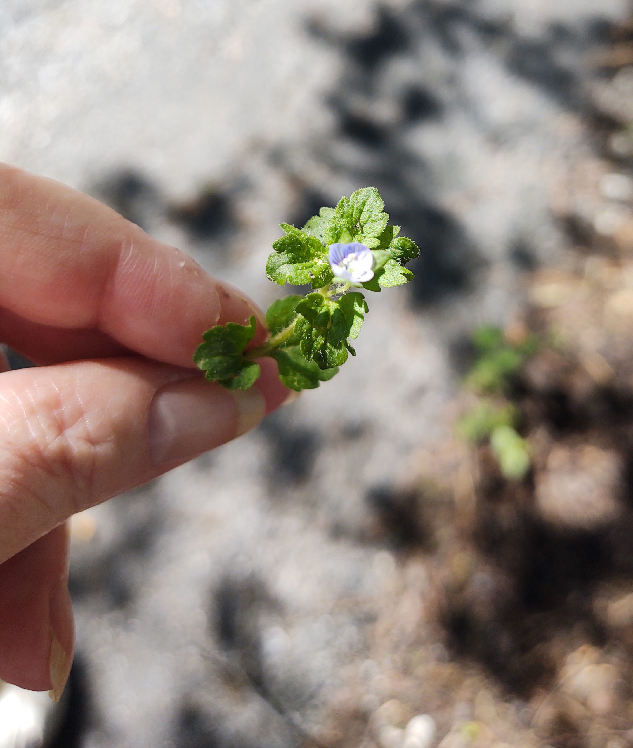 Useful Weeds Grey Field Speedwell Herbal Journal