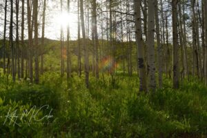 Morning in the Aspens by Kathy McCabe
