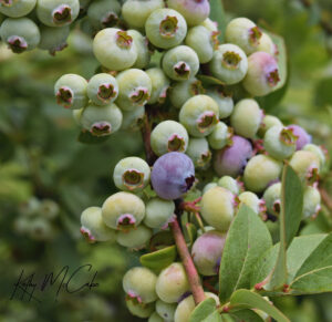 Blueberries by Kathy McCabe
