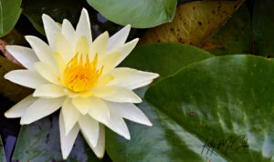 Waterlily by Kathy McCabe